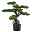 Kunstpflanze Bonsai Zeder grün, im Kunststofftopf, ca. 65 cm