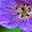 Storchschnabel 'Rozanne'® violett, Topf-Ø 12 cm, 3er-Set