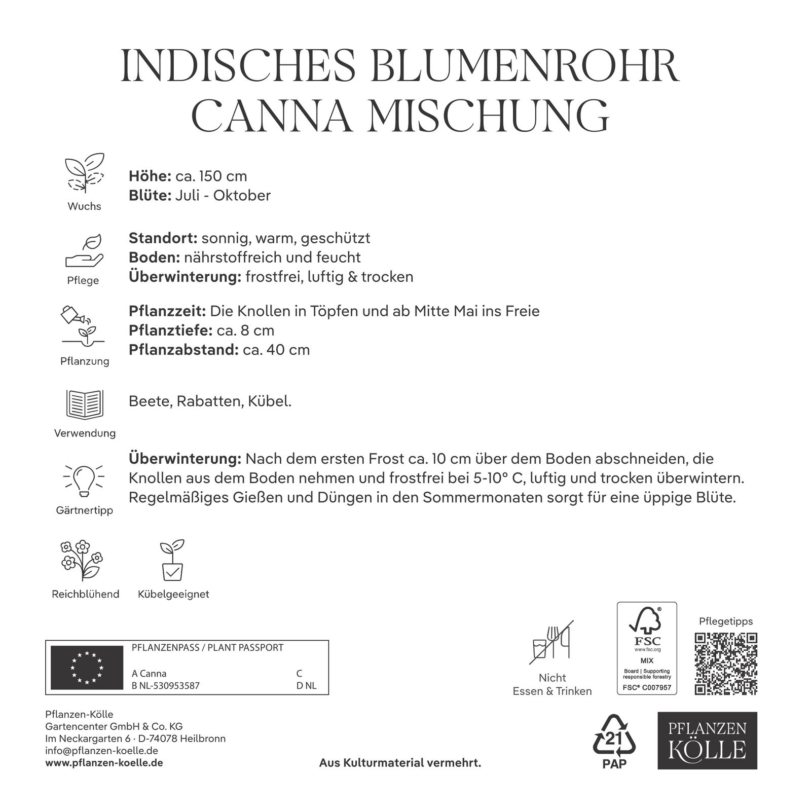 Kölles Beste Mischung Indisches Blumenrohr, rot/gelb/orange, 3 Blumenzwiebeln