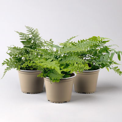 Freilandfarne Mix, Sorte zufällig, Topf-Ø 12 cm, 3er-Set Freilandfarne Mix, Sorte zufällig, Topf-Ø 12 cm, 3er-Set