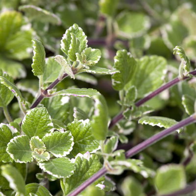 Plectranthus 'Variegata', grün-weiß, Topf -Ø 12 cm, 6 Pflanzen