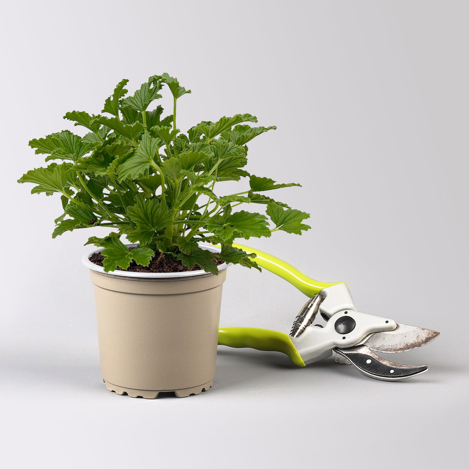 Pflanzenkreation 'No Mosquito', 12 Pflanzen inkl. Erde und Dünger