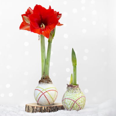 Amaryllis in Wachs, Dekor 'Red Joy', Farbe zufällig, Blüte rot, 2 Pflanzen