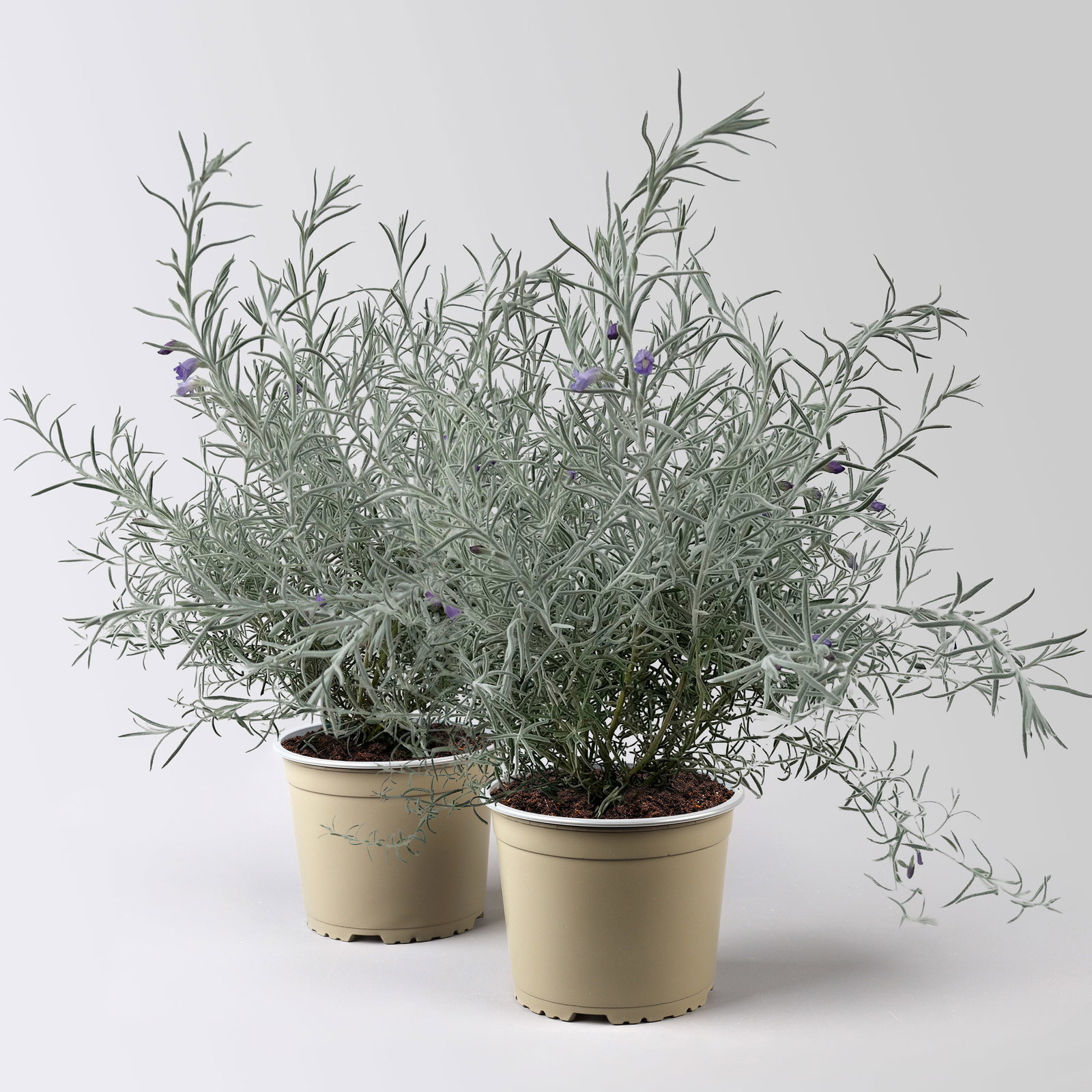 Emustrauch, lila, Topf-Ø 17 cm, 2 Pflanzen