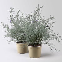 Emustrauch, lila, Topf-Ø 17 cm, 2 Pflanzen