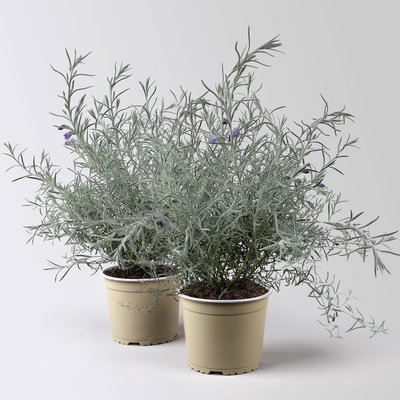 Emustrauch, lila, Topf-Ø 17 cm, 2 Pflanzen