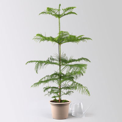 Zimmertanne, Topf-Ø 21 cm, Höhe ca. 90 cm