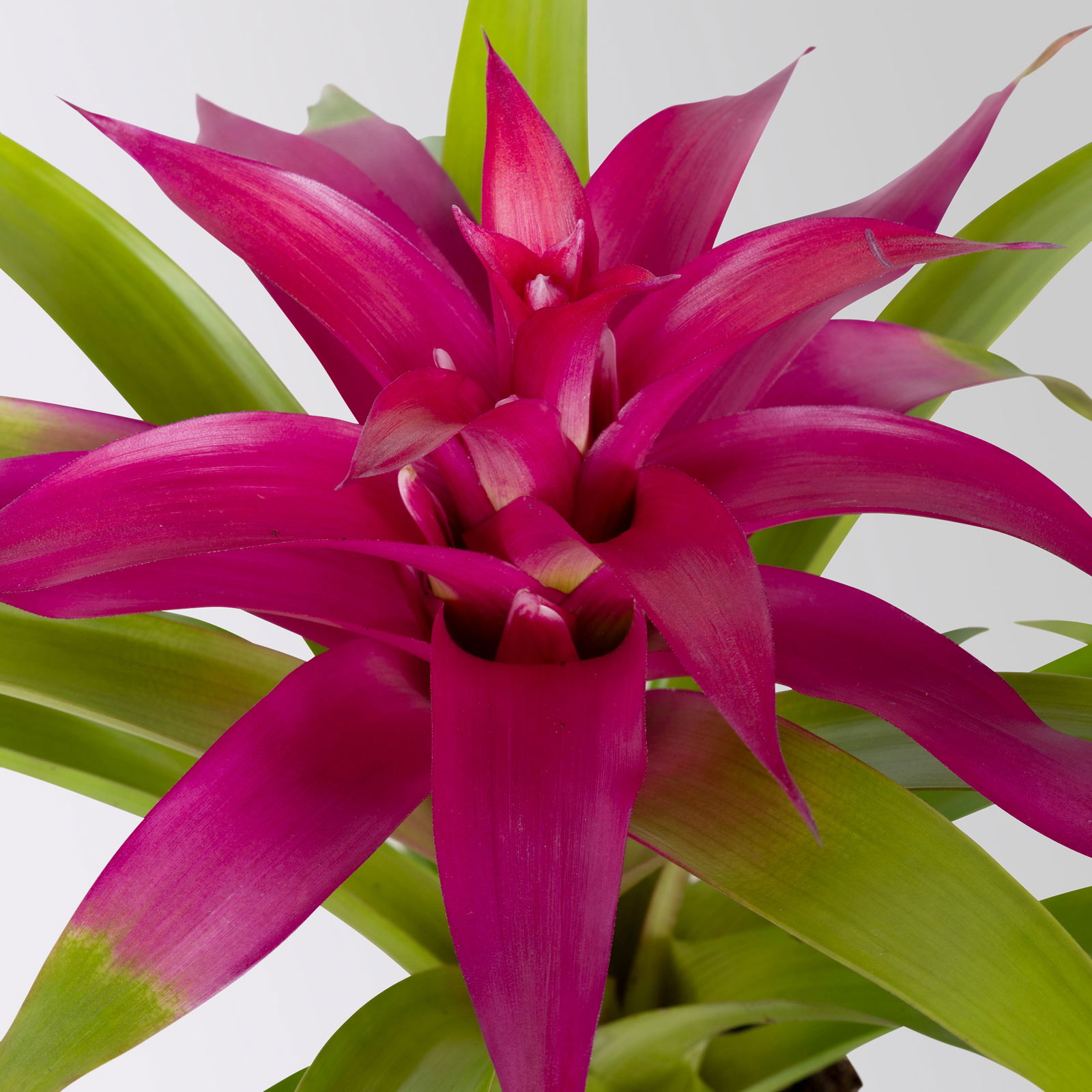 Guzmania 'Deseo Pink', pink, Topf-Ø 12 cm, Höhe ca. 45 cm