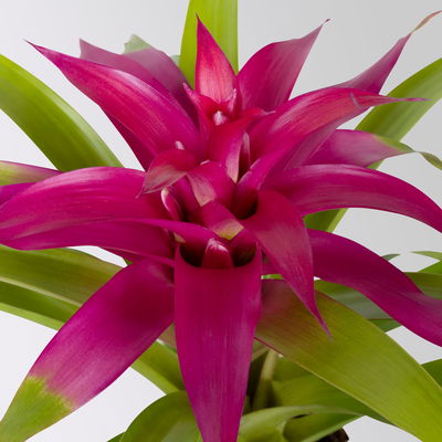 Guzmania 'Deseo Pink', pink, Topf-Ø 12 cm, Höhe ca. 45 cm Guzmania 'Deseo Pink', pink, Topf-Ø 12 cm, Höhe ca. 45 cm
