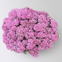 Kölles Beste Fetthenne 'Carl' rosa, 3 Liter Topf Kölles Beste Fetthenne 'Carl' rosa, 3 Liter Topf