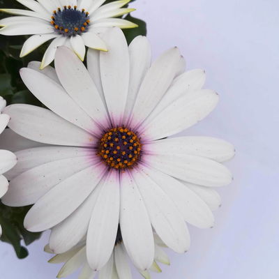 Kapkörbchen weiß, Topf-Ø 12 cm, 6er-Set