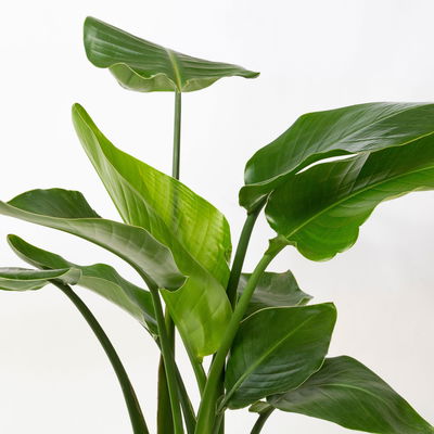 Strelitzia, Topf-Ø 21 cm, Höhe ca. 70-100 cm