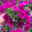 Petunie, fuchsia, hängend, Topf-Ø 13 cm, 6 Pflanzen