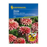 Blumensamen, Zinnie 'Red White Bicolor Flamenco', rot & weiß