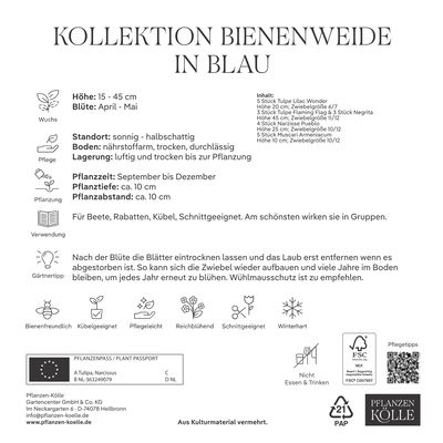 Blumenmischung 'Bienenweide Mischung', blau, 20 Zwiebeln