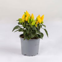 Capsicum 'Salsa Yellow', Topf-Ø 10,5, 6er-Set