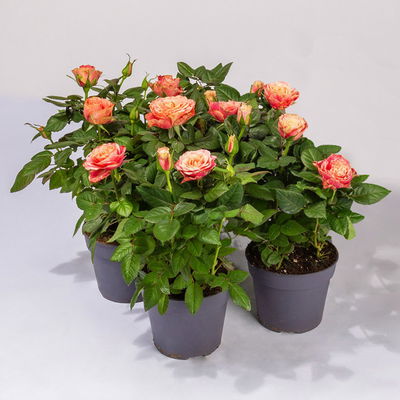 Rose Patio, orange, Topf-Ø 13 cm, 3 Pflanzen