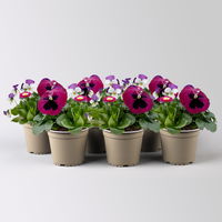 Frühlingmix, rosa, Topf-Ø 13 cm, 6 Pflanzen