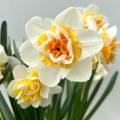 Narzisse 'Golden Pearl' gelb-hellgelb, vorgetrieben, Topf-Ø 15 cm, 3 Pflanzen Narzisse 'Golden Pearl' gelb-hellgelb, vorgetrieben, Topf-Ø 15 cm, 3 Pflanzen