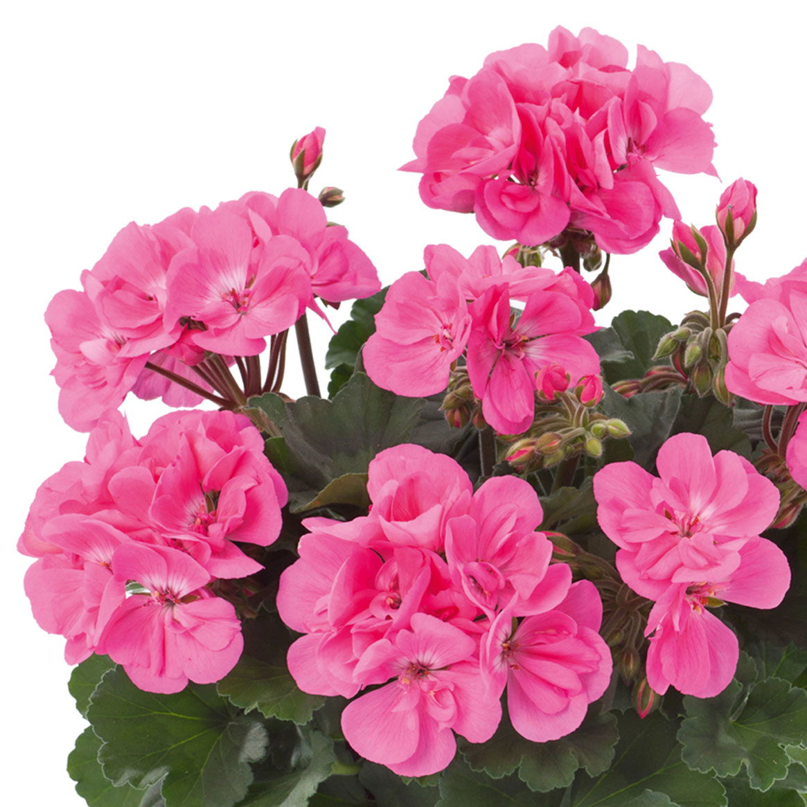 Geranie, rosa, stehend, Topf-Ø 13 cm, 6 Pflanzen
