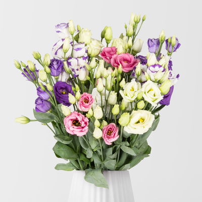 10 Lisianthus, bunt 10 Lisianthus, bunt