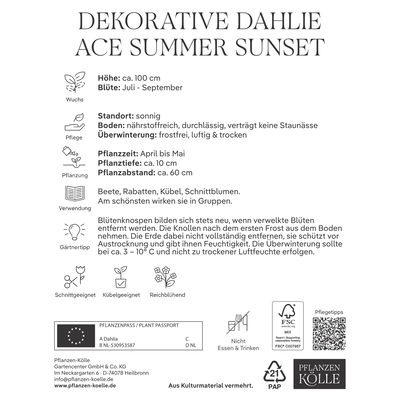 Kölles Beste Blumenknolle, Dekorative Dahlie 'Ace Summer Sunset'
