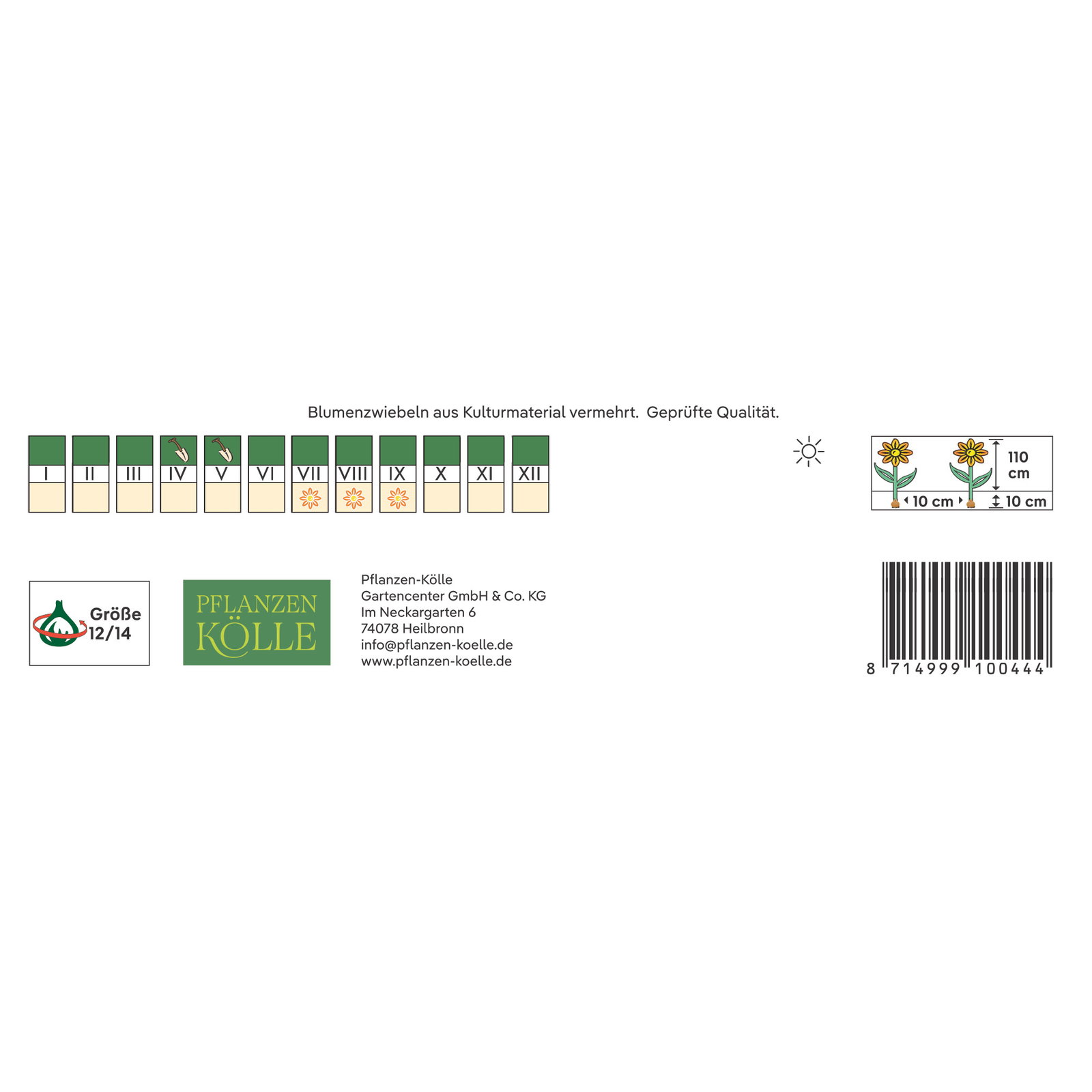 Kölles Beste Kollektion Gladiolen Flammenspiel, rot & orange, 25 Blumenzwiebeln
