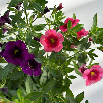 Zauberglöckchen 'Duo', rosarot & lila, Topf-Ø 14 cm, 4 Pflanzen