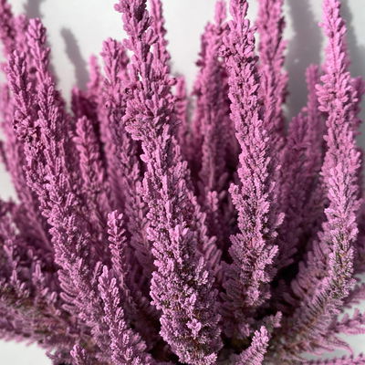 Besenheide SKYLINE® rosa gefärbt, Topf-Ø 11 cm, 6 Pflanzen Besenheide SKYLINE® rosa gefärbt, Topf-Ø 11 cm, 6 Pflanzen