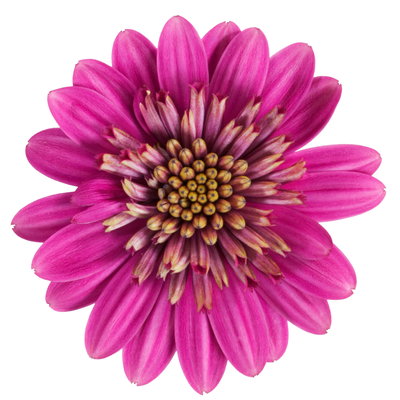 Osteospermum rosa/lila gefüllt, Topf-Ø 12 cm, 6 Stück Osteospermum rosa/lila gefüllt, Topf-Ø 12 cm, 6 Stück
