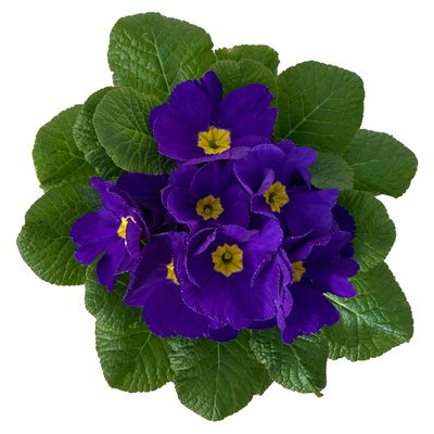 Primel blau, Topf-Ø 10,5 cm, 8 Pflanzen Primel blau, Topf-Ø 10,5 cm, 8 Pflanzen