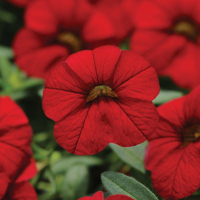 Zauberglöckchen, rot, Topf-Ø 12 cm, 6 Pflanzen