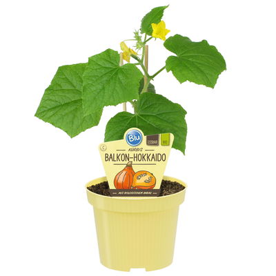 Blu Bio Kürbis 'Balkon-Hokkaido F1', Topf-Ø 12 cm, 6er Set