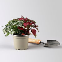Hypoestes 'Trio', weiß-rot-rosa, Topf-Ø 12 cm Ø, 3 Pflanzen