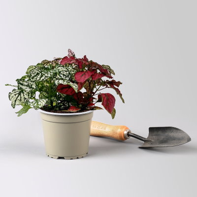 Hypoestes 'Trio', weiß-rot-rosa, Topf-Ø 12 cm Ø, 3 Pflanzen Hypoestes 'Trio', weiß-rot-rosa, Topf-Ø 12 cm Ø, 3 Pflanzen