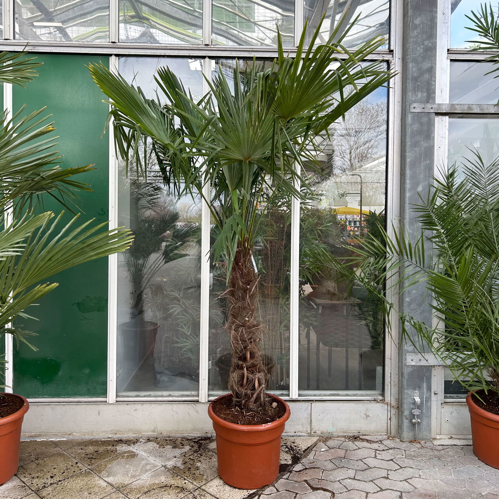 Hanfpalme, Stamm, Topf 45 Liter, Höhe ca. 200 cm