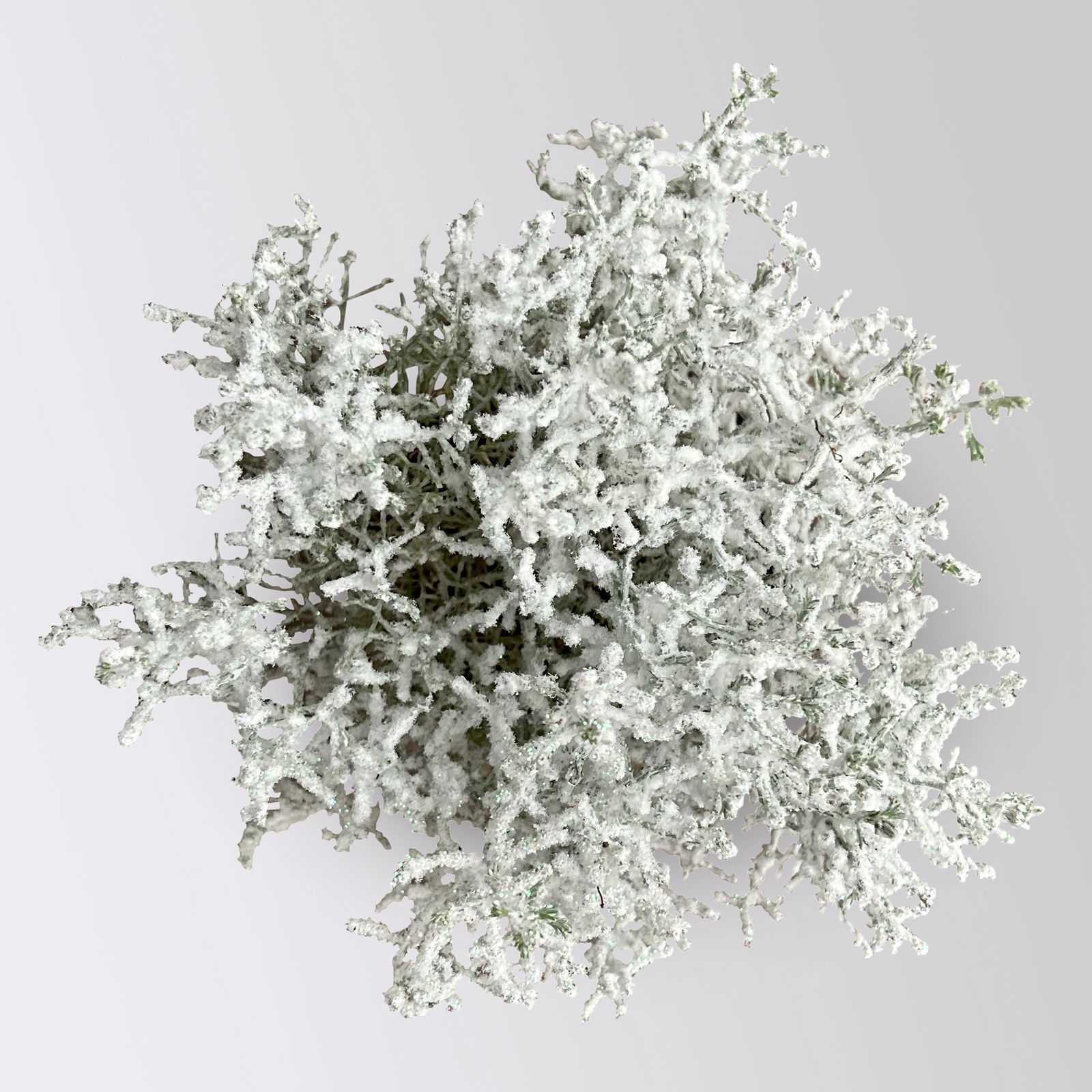 Calocephalus, winterweiß, silber geglittert, Topf-Ø 12 cm, 6 Pflanzen