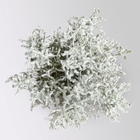 Calocephalus, winterweiß, silber geglittert, Topf-Ø 12 cm, 6 Pflanzen