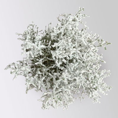 Calocephalus, winterweiß, silber geglittert, Topf-Ø 12 cm, 6 Pflanzen Calocephalus, winterweiß, silber geglittert, Topf-Ø 12 cm, 6 Pflanzen