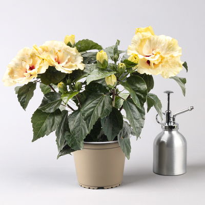 Hibiskus 'Double White' weiß, gefüllt, Topf-Ø 13 cm, 2 Pflanzen