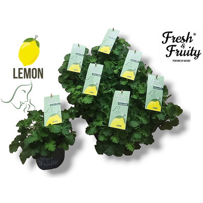 Duftgeranie 'Freshfruity® Lemon Fresh', Topf-Ø 12 cm, 6 Pflanzen