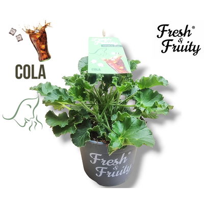 Duftgeranie 'Freshfruity® Cola Fresh', Topf-Ø 12 cm, 3 Pflanzen
