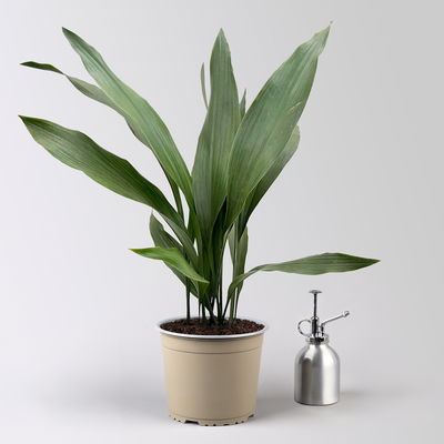 Schusterpalme, Topf-Ø 17 cm, Höhe ca. 60 cm