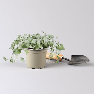 Pflanzenkreation Sommerromantik, groß, 6 Pflanzen inkl. Erde und Dünger