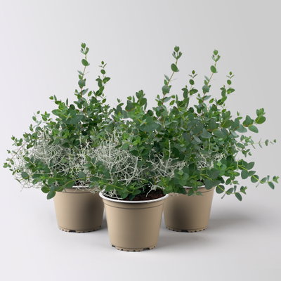 Silberdraht & Eukalyptus, Topf-Ø 13 cm, 3 Pflanzen Silberdraht & Eukalyptus, Topf-Ø 13 cm, 3 Pflanzen