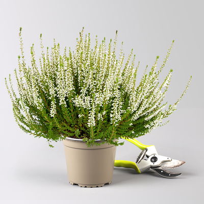 Calluna 'Longlife', weiß, Topf-Ø 13 cm, 6 Pflanzen Calluna 'Longlife', weiß, Topf-Ø 13 cm, 6 Pflanzen