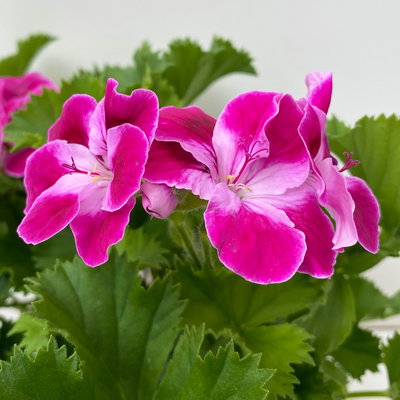 Geranie 'Pinkerbell®' pink/weiß, stehend, Topf-Ø 13 cm, 6er-Set