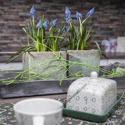 Kölle Traubenhyazinthe, Muscari armeniacum 'Big Smile' großblumig, blau, vorgetrieben, 10 cm Topf