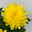 Chrysantheme 'Chrysanne® Zembla Next Yellow' gelb, großbl., Topf-Ø 13cm, 6er-Set