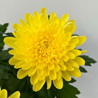 Chrysantheme 'Chrysanne® Zembla Next Yellow' gelb, großbl., Topf-Ø 13cm, 6er-Set